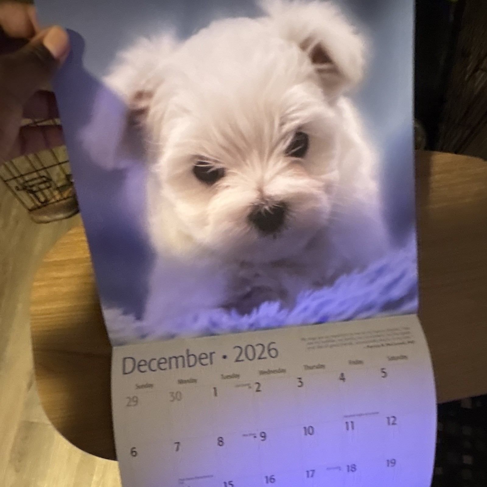 Red Ember Maltese Puppies Wall Calendar 2026 12-Month Calendar