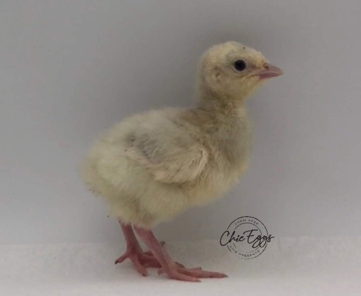 5+ Blue/Black/Splash Slate Turkey Hatching Eggs raised w/CERTIFIED ORGANIC feed