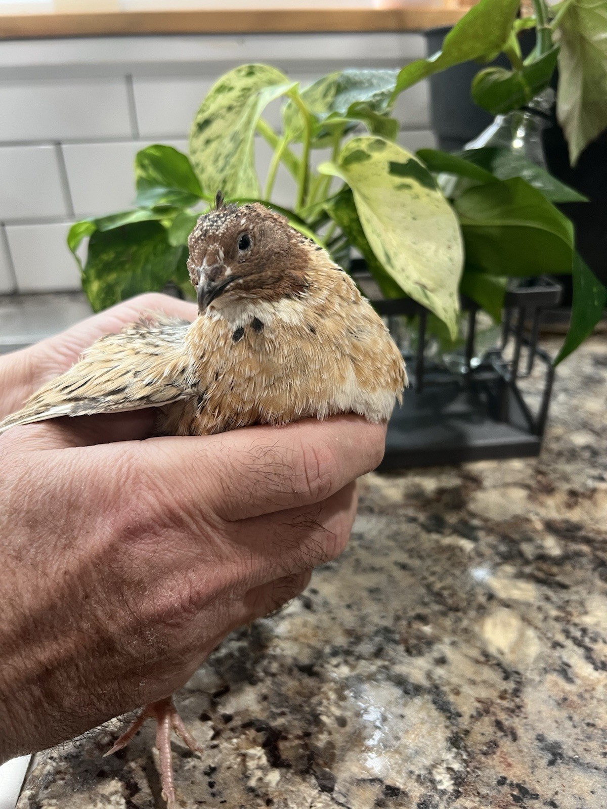 32+4 extra Jumbo Coturnix Quail Hatching Eggs( Brown, Tuxedo, Cinnamon, White )