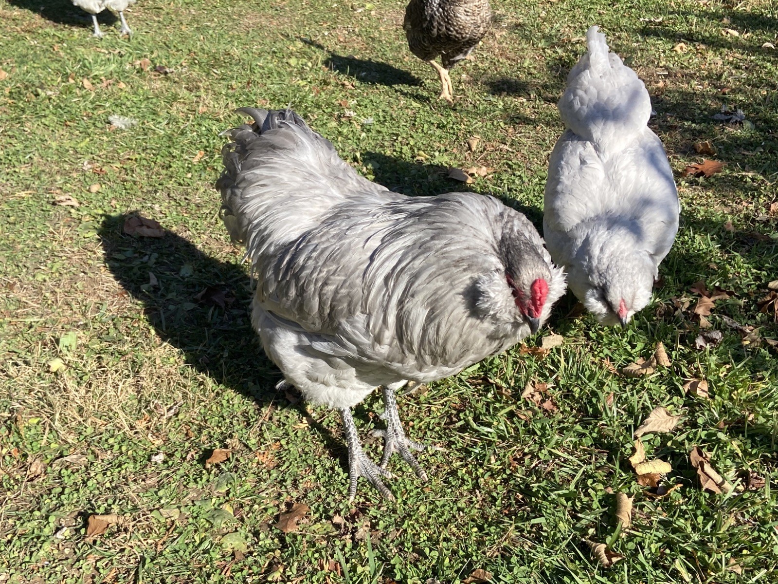 (6) F1, F2, F3 Speckled Olive Moss Egger Hatching Eggs