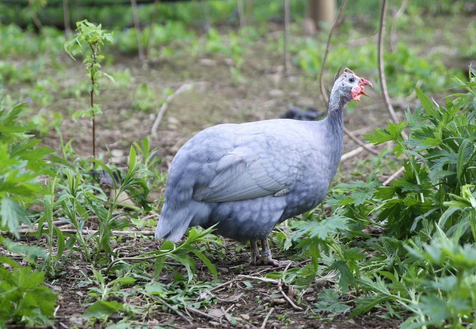 10++ NPIP Guinea Hen Hatching Eggs – Assorted Colors – Read Description