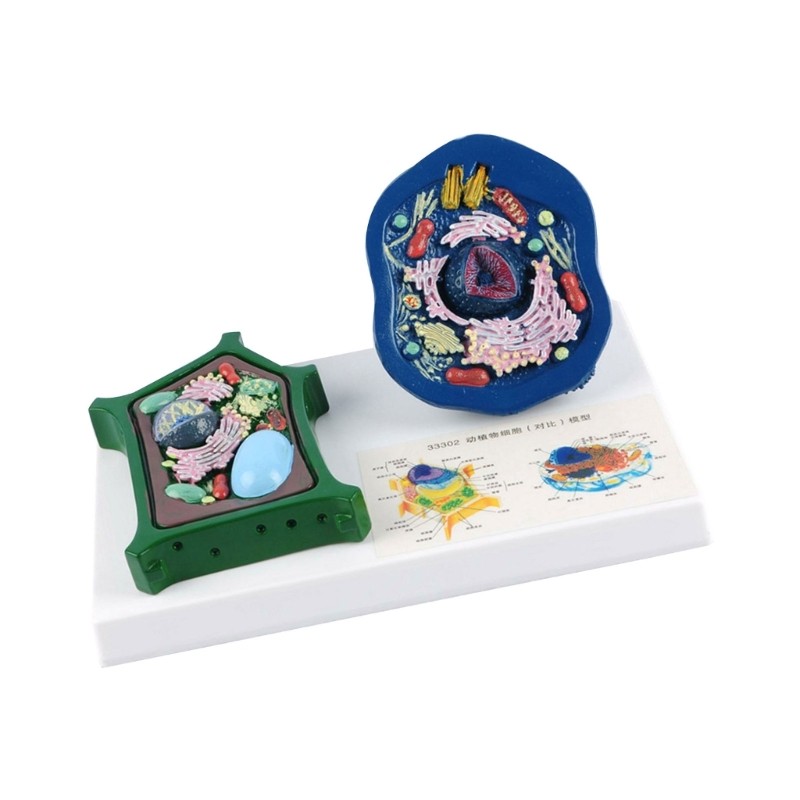 Educational Animal Plant Cell Anatomy Model Biology Teaching Aid For Science Lab