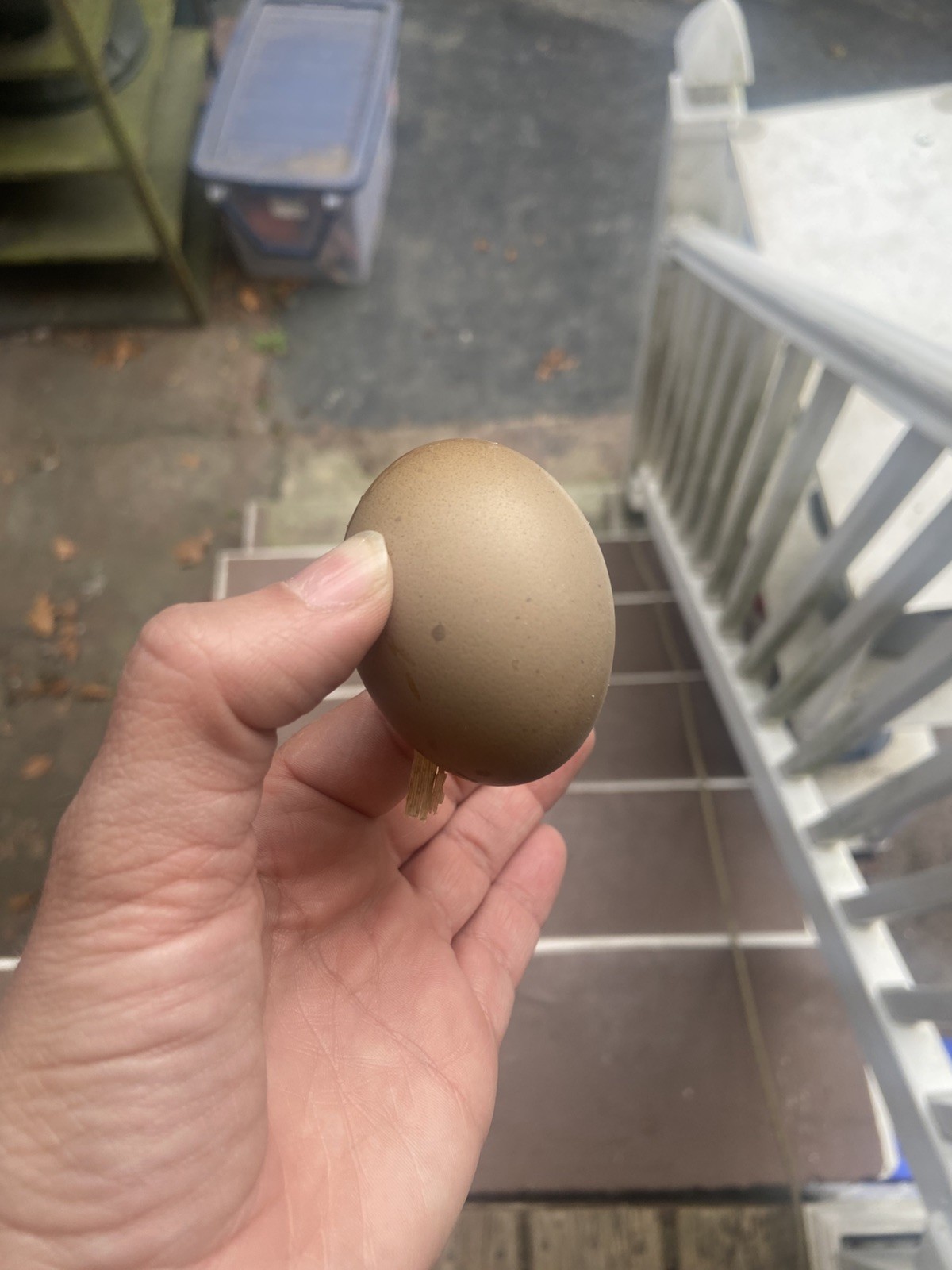 (6) F1, F2, F3 Speckled Olive Moss Egger Hatching Eggs
