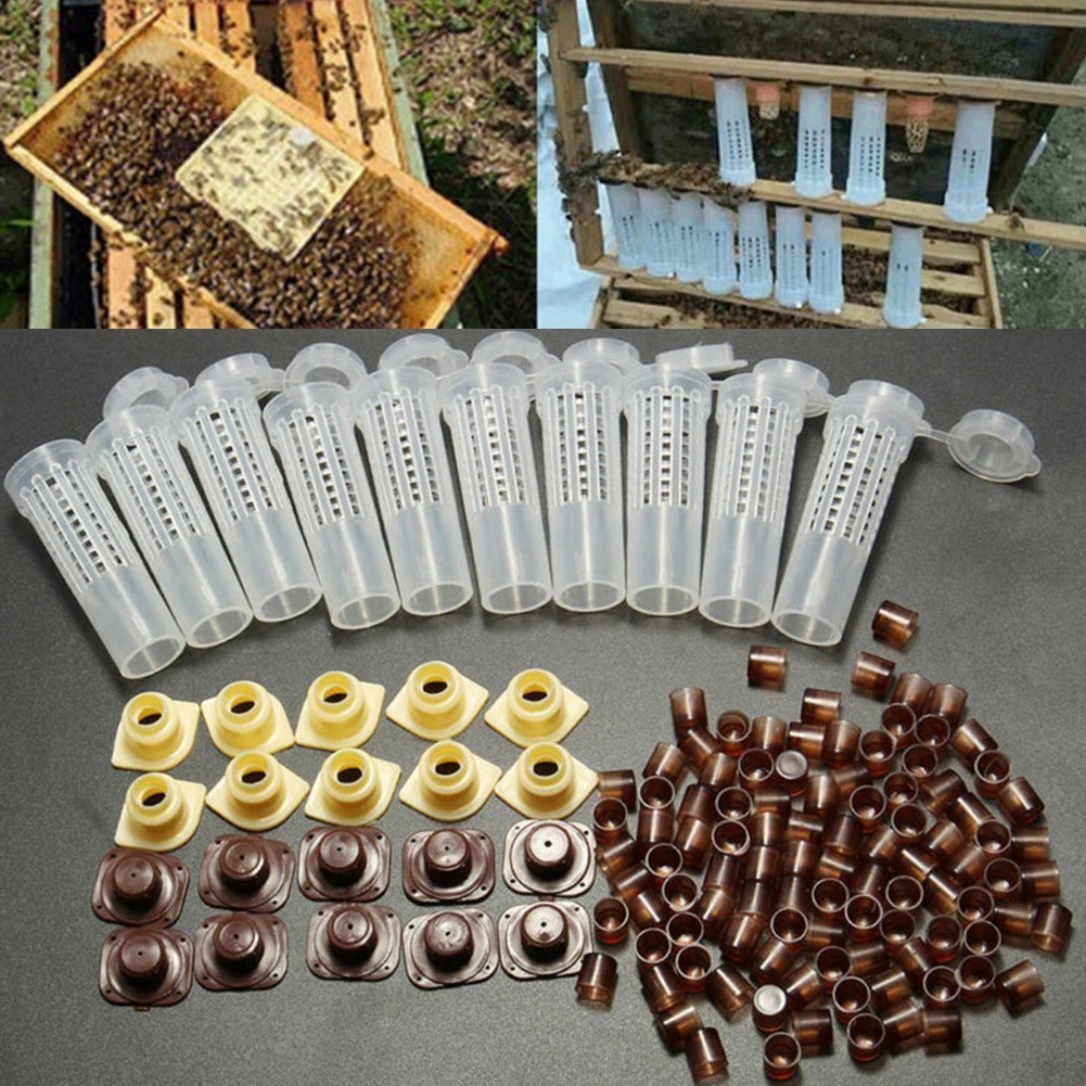 Rearing Cup Kit Plastic Bee Queen Box System Brown Complete 1 Set Home