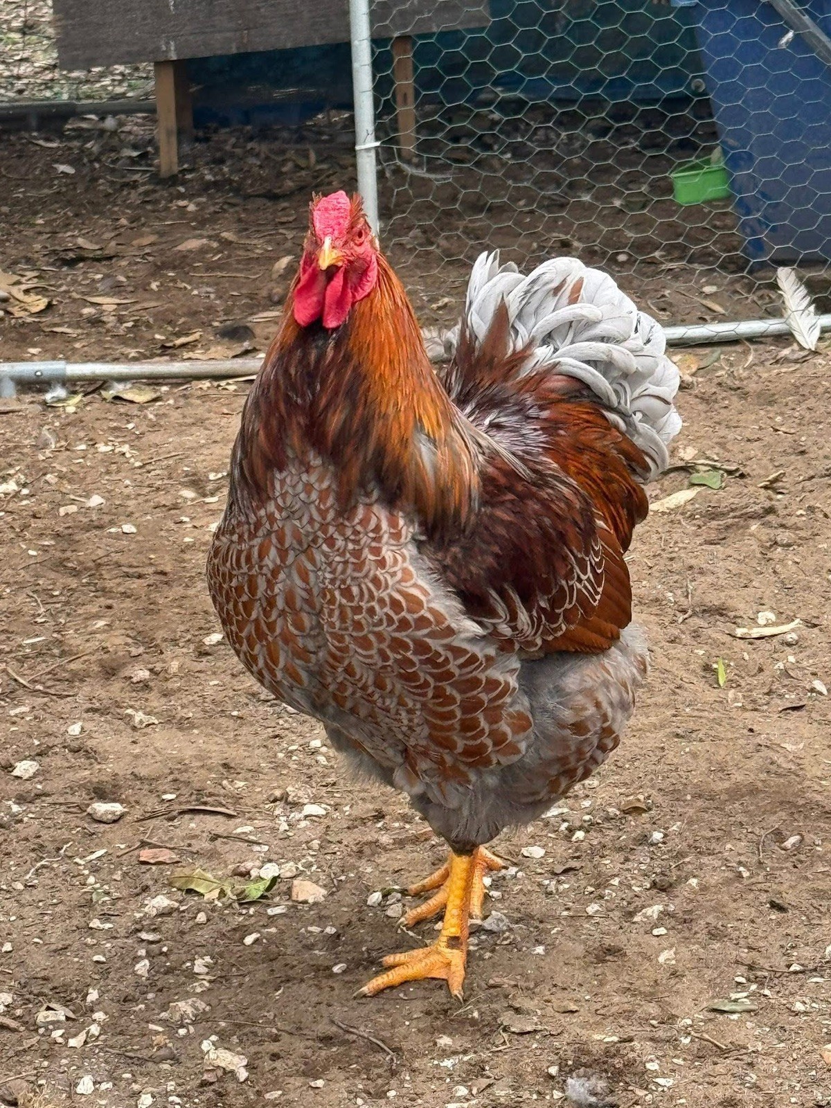 10+ Rare Breed Chicken Fertile Hatching Eggs Orpington, Cochin, Sweddish Flower