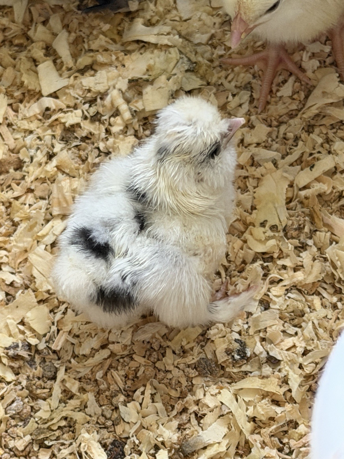 6 Paint Silkie Chicken Hatching Eggs From Show Quality Stock – READ!!!