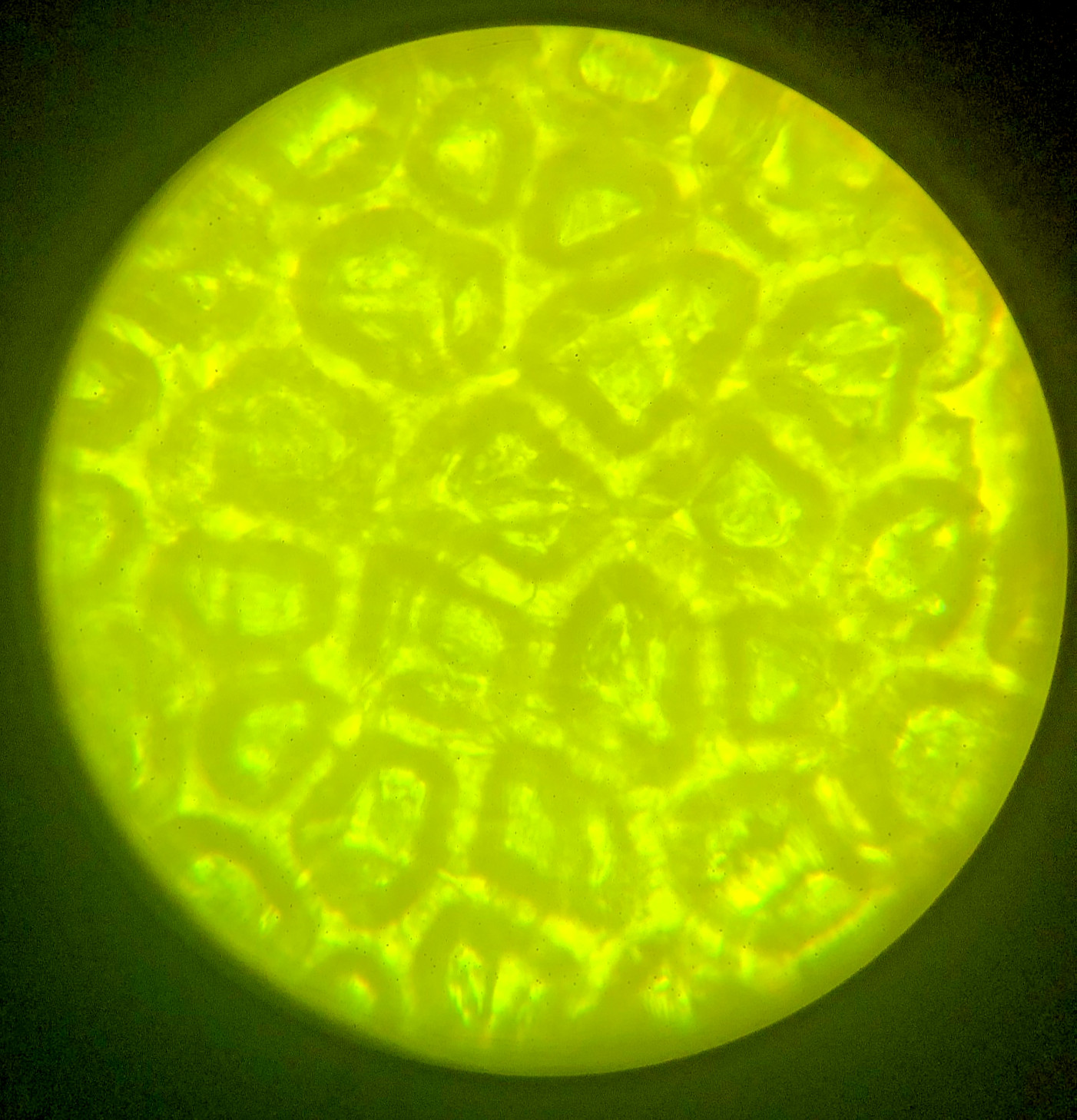 Bausch Biological Microscope, 4 Objectives (4x, 10x, 40x, 100X) Free Shipping!!!