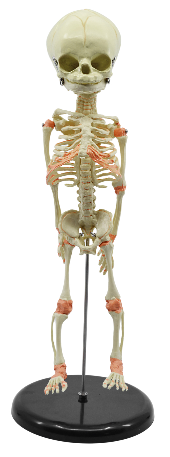 Eisco Labs Infant Fetus Skeleton Model, Mini Size