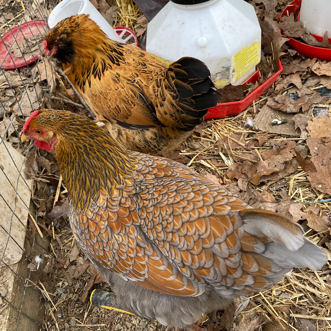 10+ Rare Breed Chicken Fertile Hatching Eggs Orpington, Cochin, Sweddish Flower