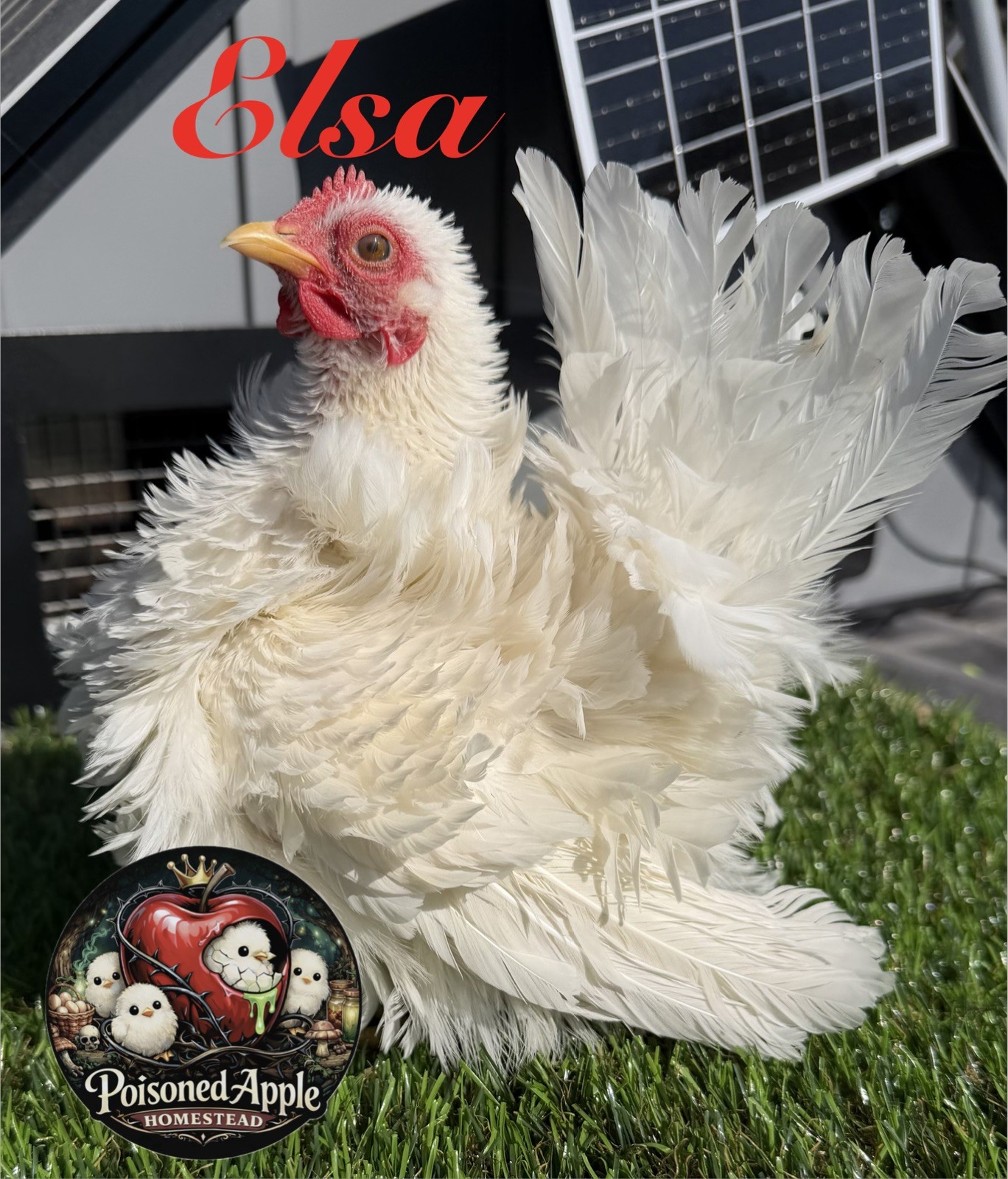 12+++ High Quality Fertile Serama Hatching Eggs Mixed Colors** Frizzle**Silkied*