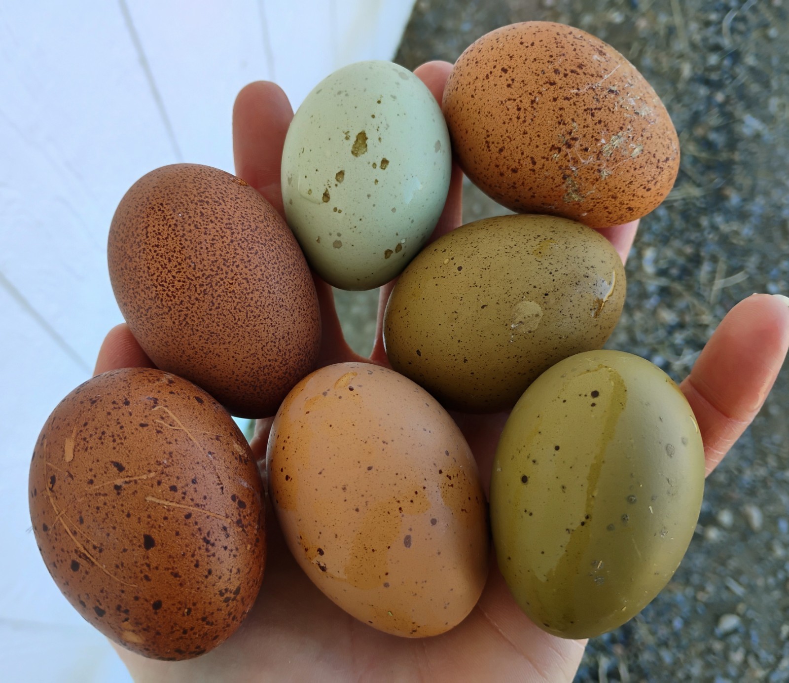 Fertilized Rainbow Hatching Eggs 12+++