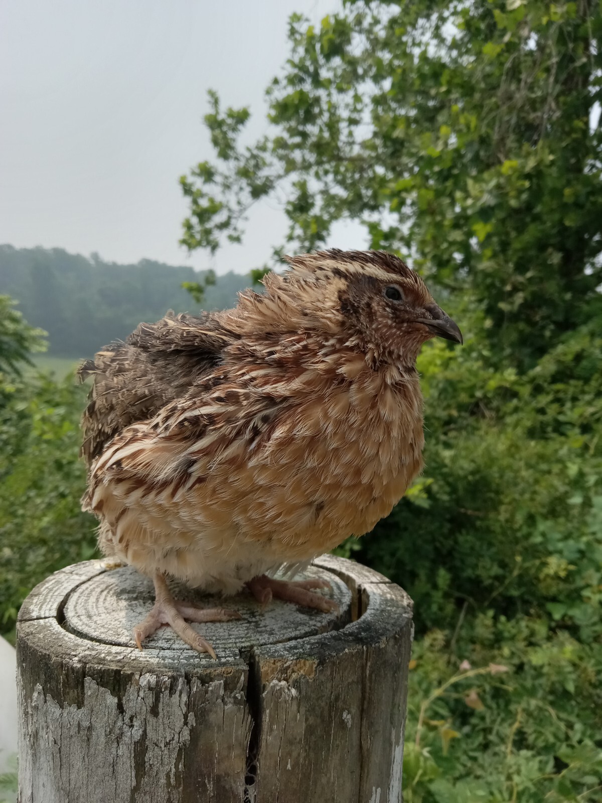 330+ KINGsBROWN XL. JUMBO brown coturnix quail hatching eggs,..