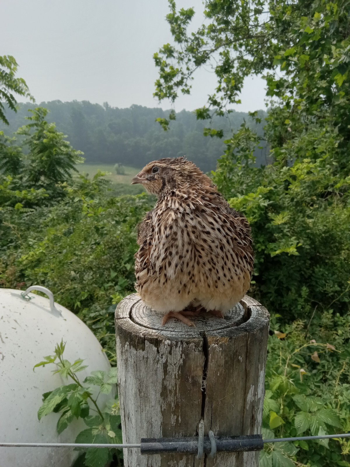 330+ KINGsBROWN XL. JUMBO brown coturnix quail hatching eggs,..