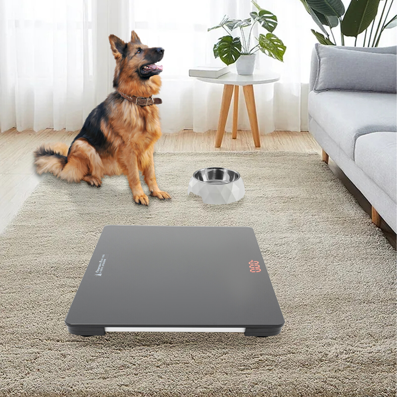 LCD Pet Store Hospital Scale Large Dog Weighing Scale 100KG High Precision Scale