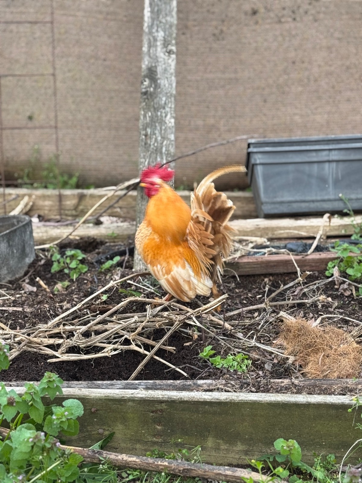 12+ small Quality Serama Chicken Hatching Eggs