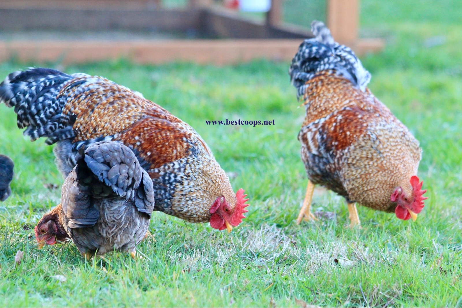 6+ Fertile Bantam Bielefelder Chicken Hatching Eggs