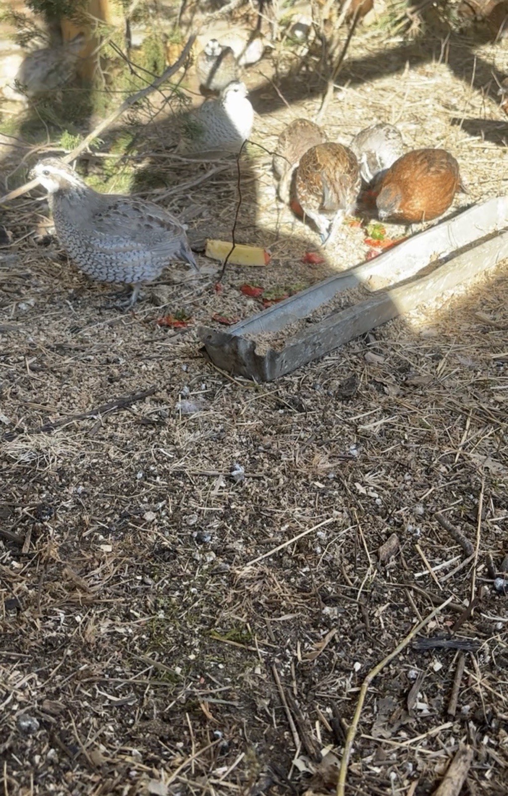 24+ Mixed Bobwhite Hatching Eggs