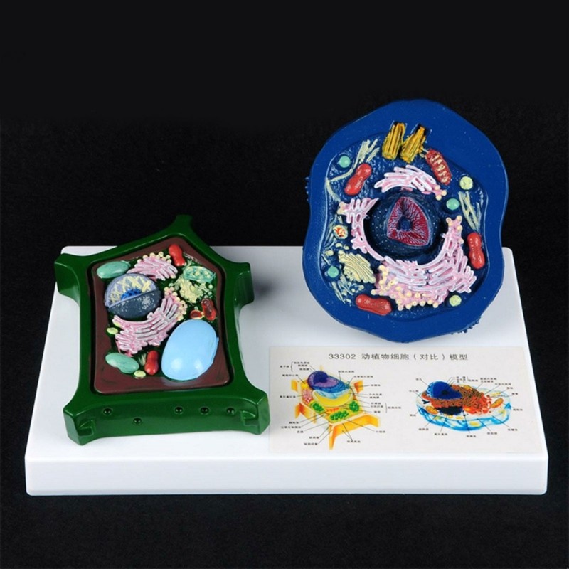 Educational Animal Plant Cell Anatomy Model Biology Teaching Aid For Science Lab
