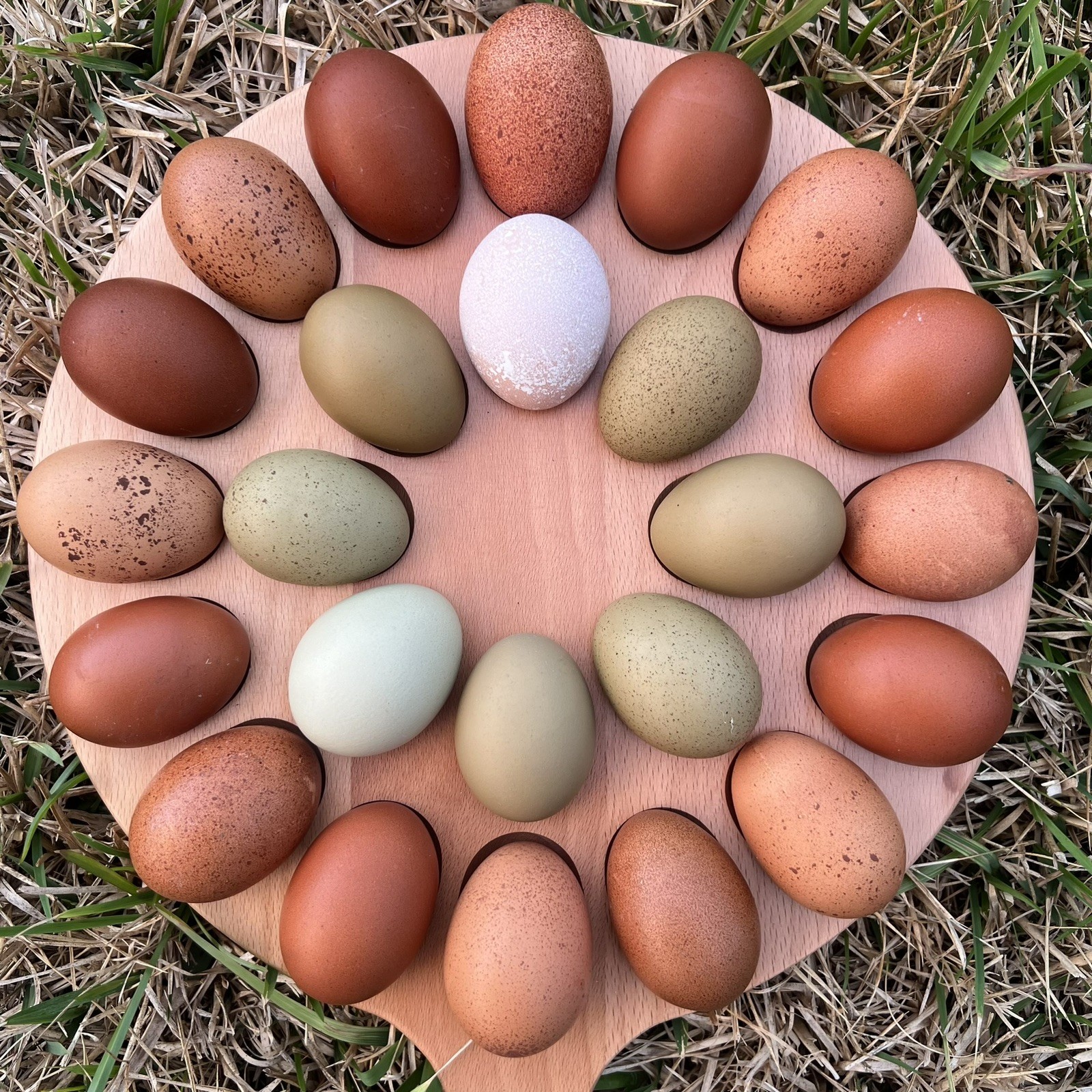 🐣✨ 12 Rainbow chicken hatching eggs| Healthy Flock – NOT Barnyard Mix🐣✨