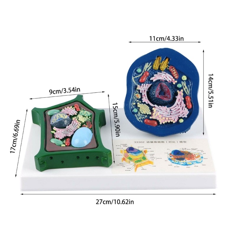 Educational Animal Plant Cell Anatomy Model Biology Teaching Aid For Science Lab