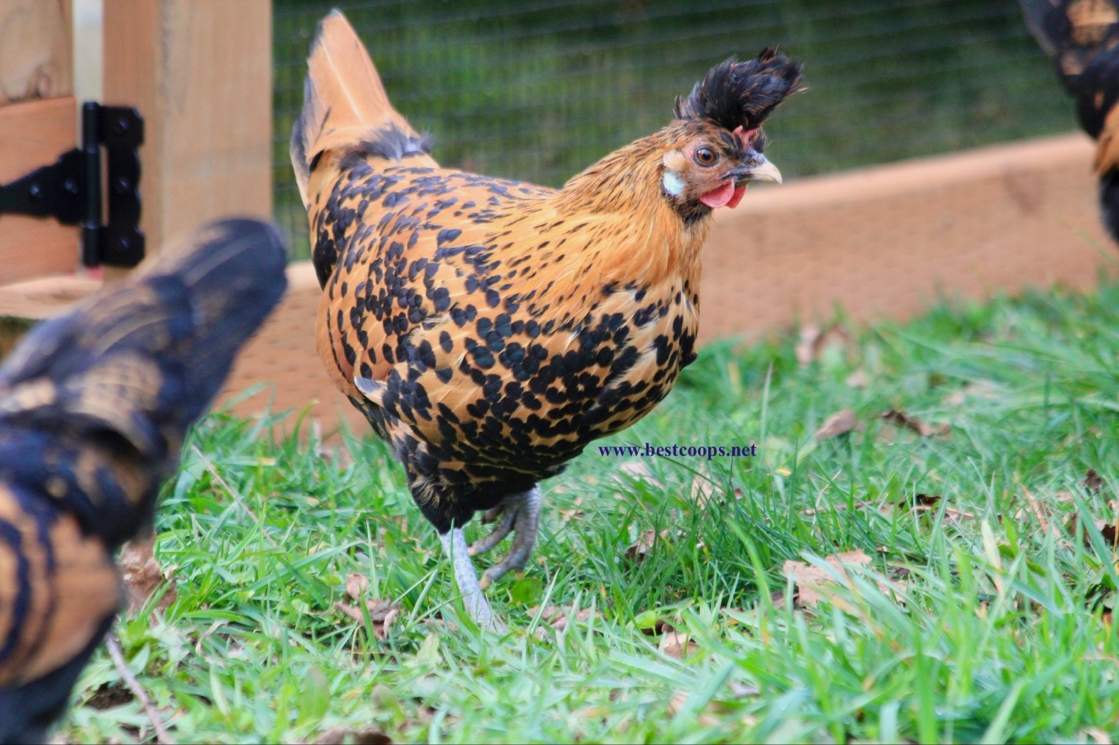 10+ Gold Appenzeller Chicken Hatching Eggs