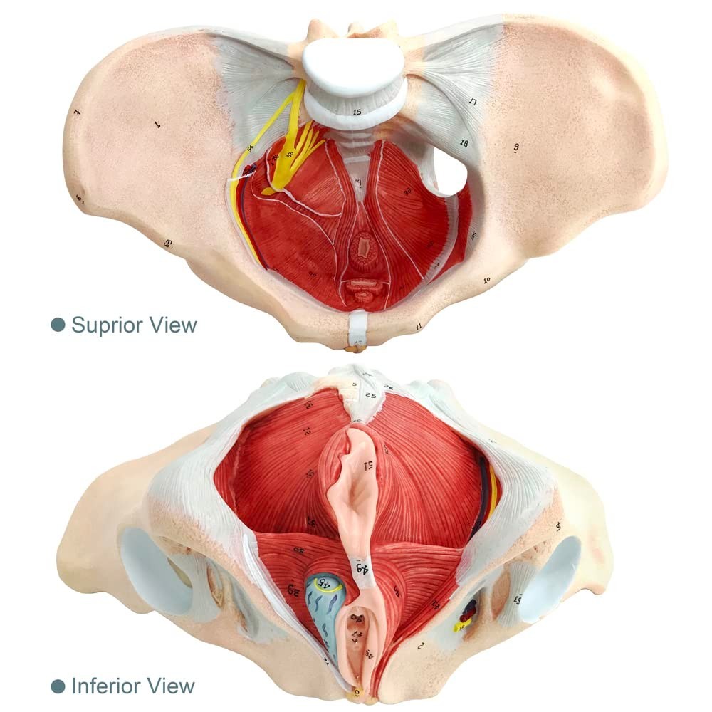 Female Pelvis Model with Pelvic Floor Muscles Perineal Model All in One Femal…