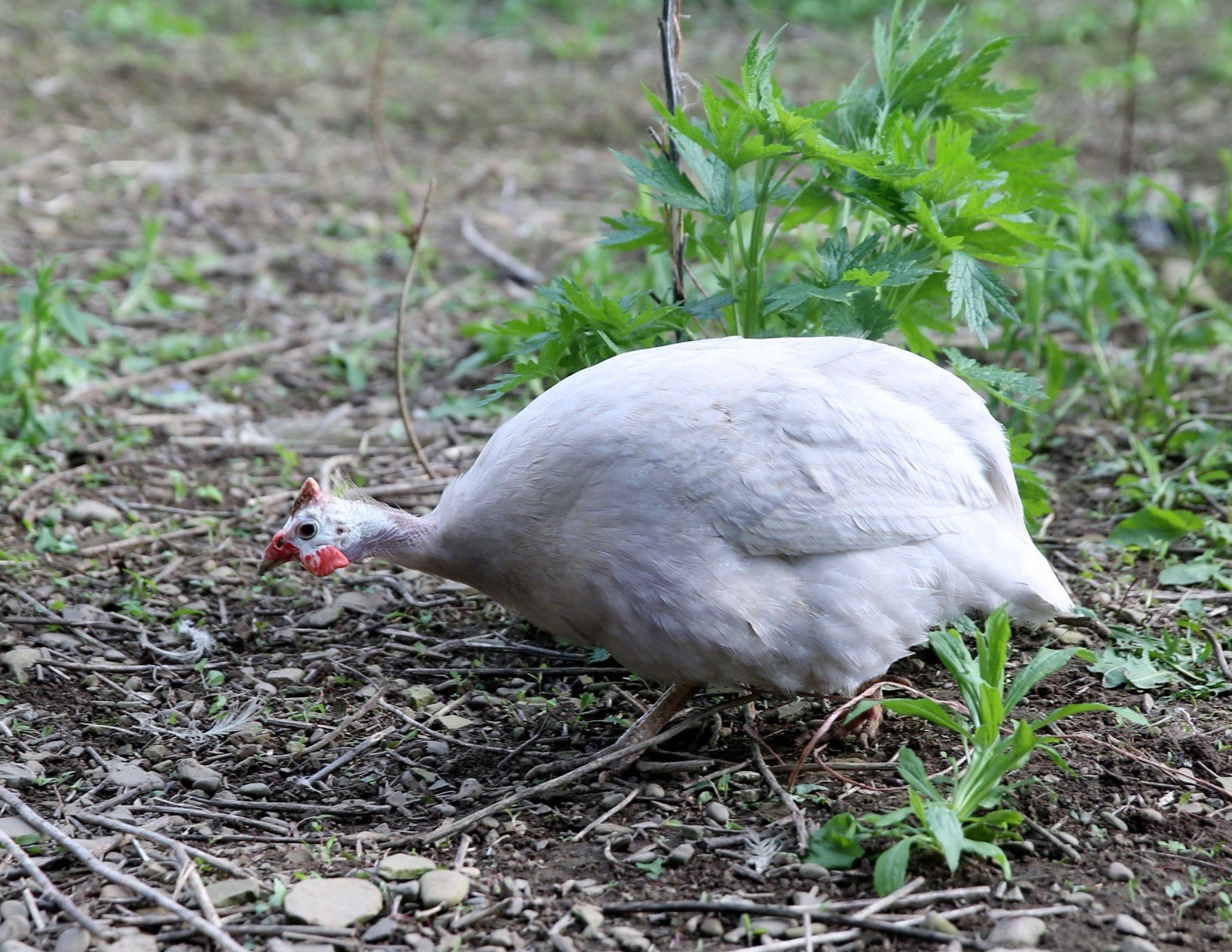 10++ NPIP Guinea Hen Hatching Eggs – Assorted Colors – Read Description