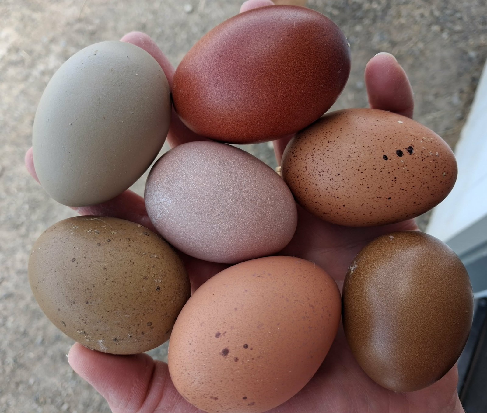 Fertilized Rainbow Hatching Eggs 12+++