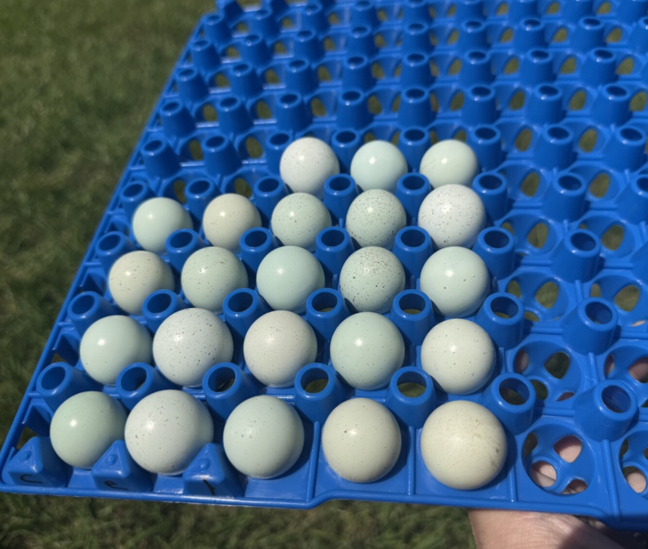 30+ RARE Celadon Coturnix Quail Hatching Eggs NPIP AI Free