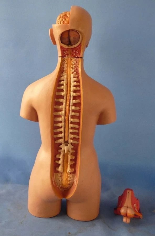 Human Torso 55cm Model Assembled Medical Human Anatomy Body Educational Science