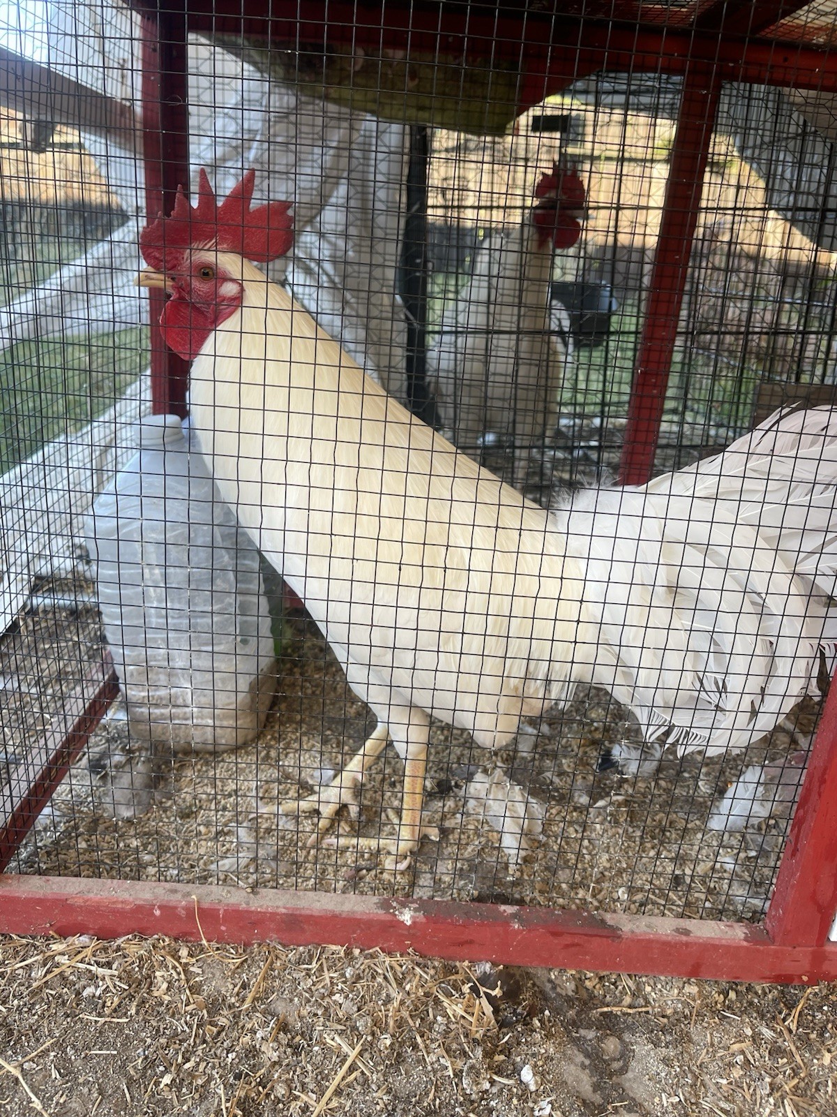 Kelsol Pure White Chicken Hatching