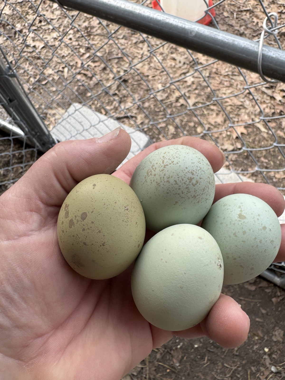 12+ Silverudd Rooster Crossed Rainbow Hatching Eggs