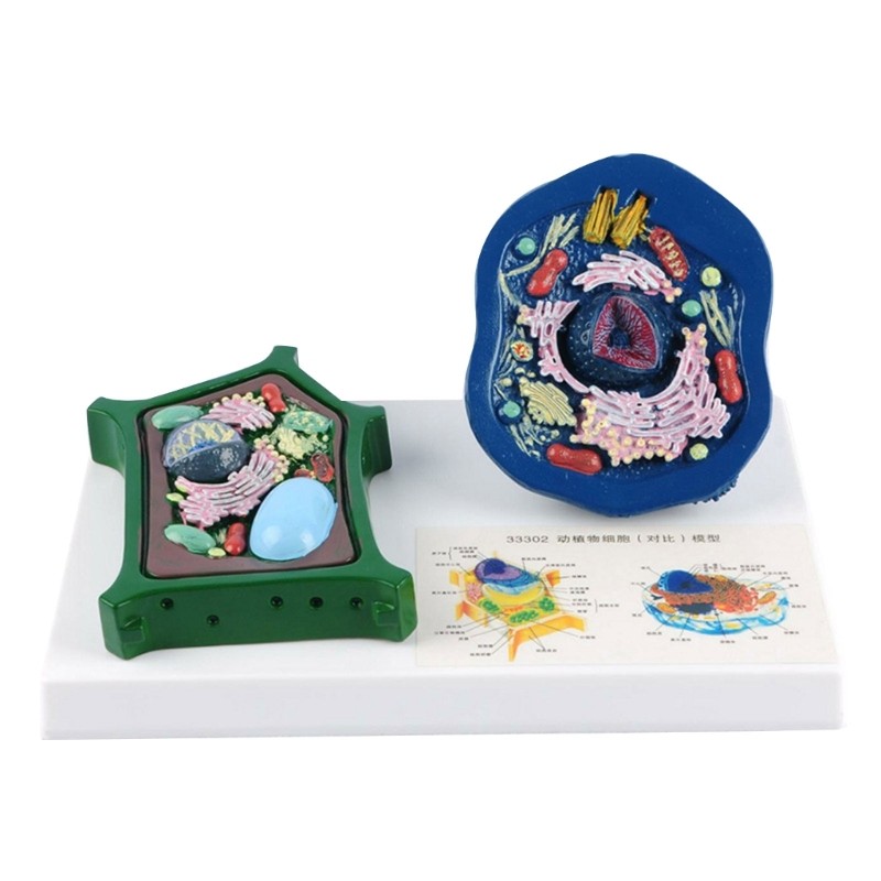 Educational Animal Plant Cell Anatomy Model Biology Teaching Aid For Science Lab