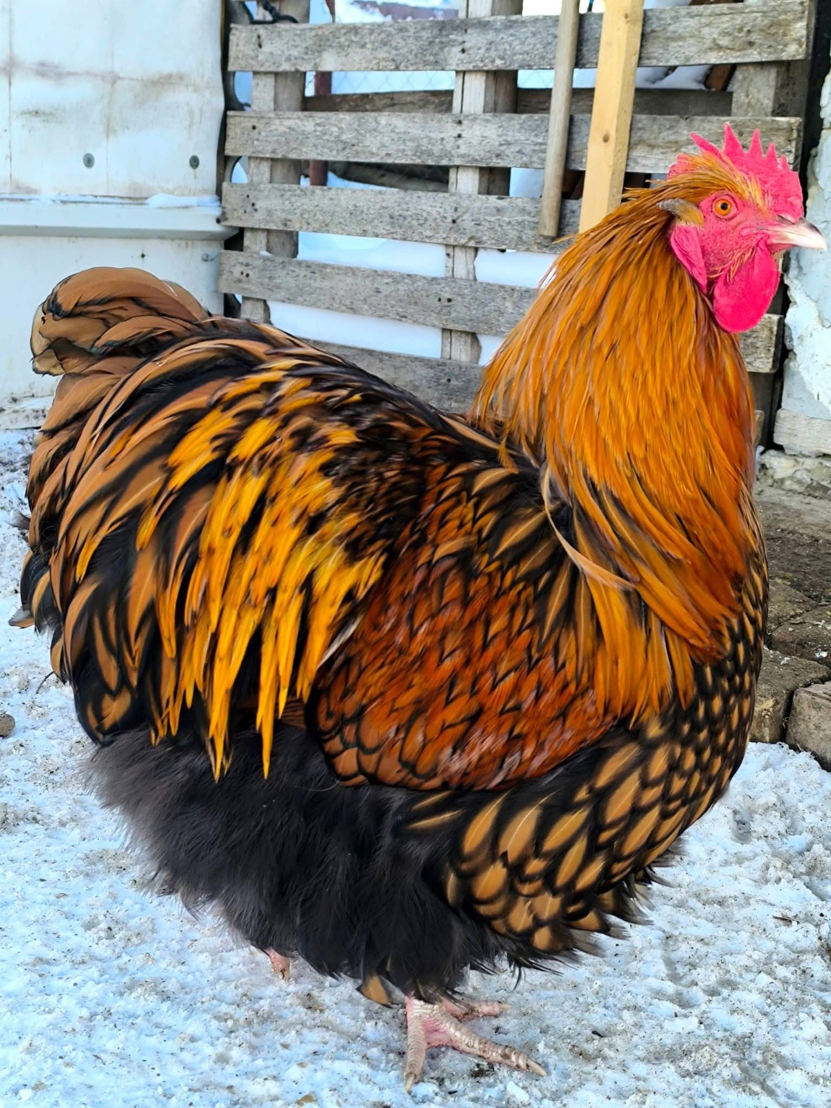 10+ Rare Breed Chicken Fertile Hatching Eggs Orpington, Cochin, Sweddish Flower