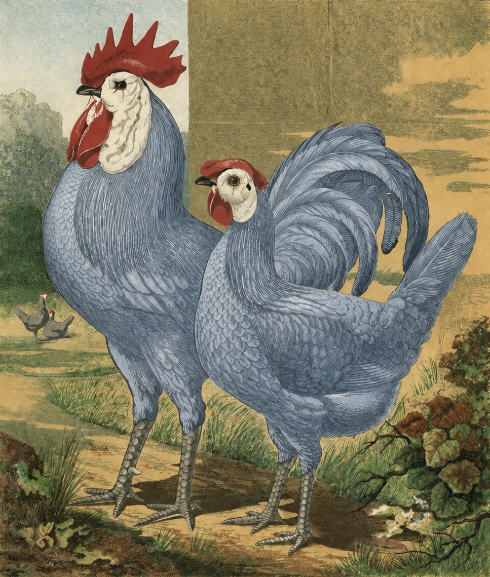 White Face Blue Spanish Fertile Eggs Large Fowl (6+) RARE