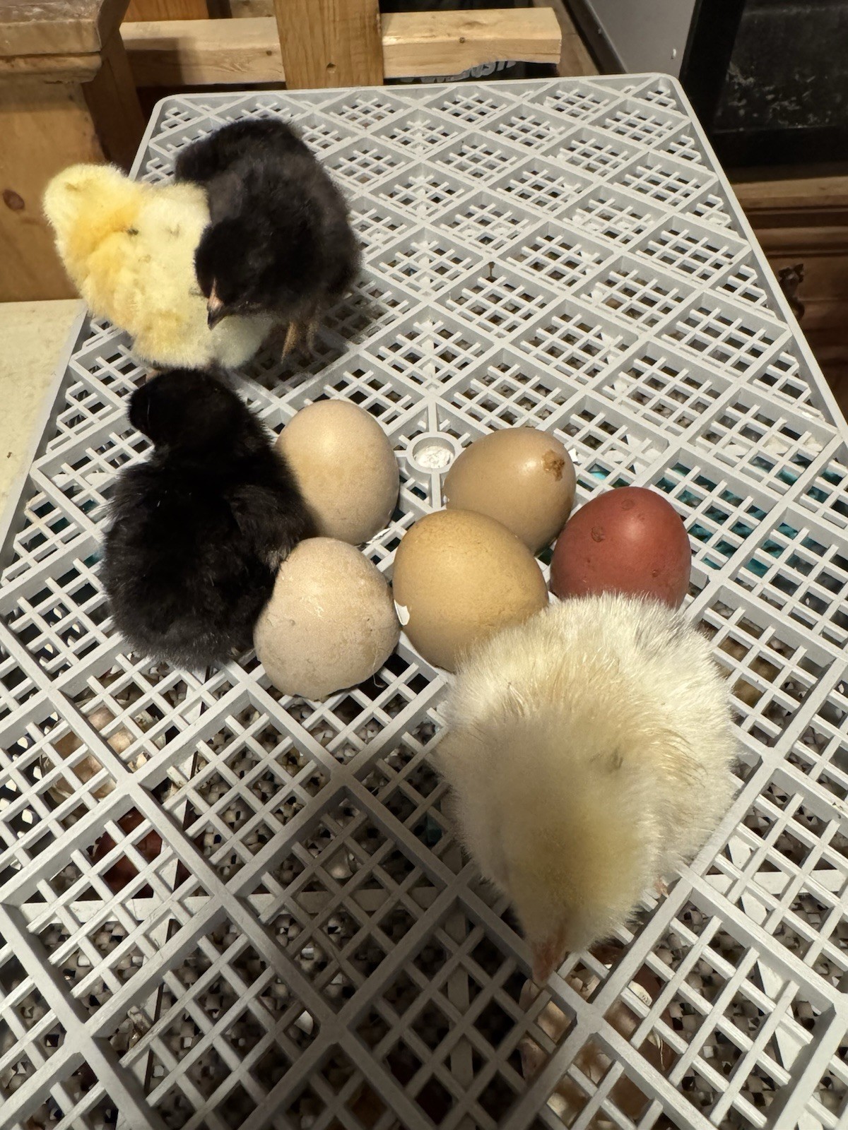 12+ Silverudd Rooster Crossed Rainbow Hatching Eggs