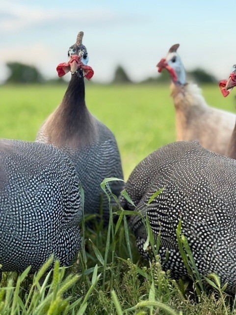 14 FRESH GUINEA BIRD FOWL HATCHING EGGS PINTO, PIED, CHOCLATE, PEARL & MANY MORE