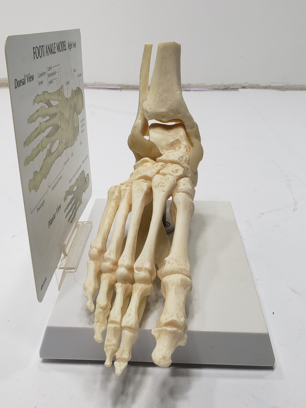 GPI Anatomical Right Foot Ankle Model Ligament Bone Anatomy Display Teaching Aid