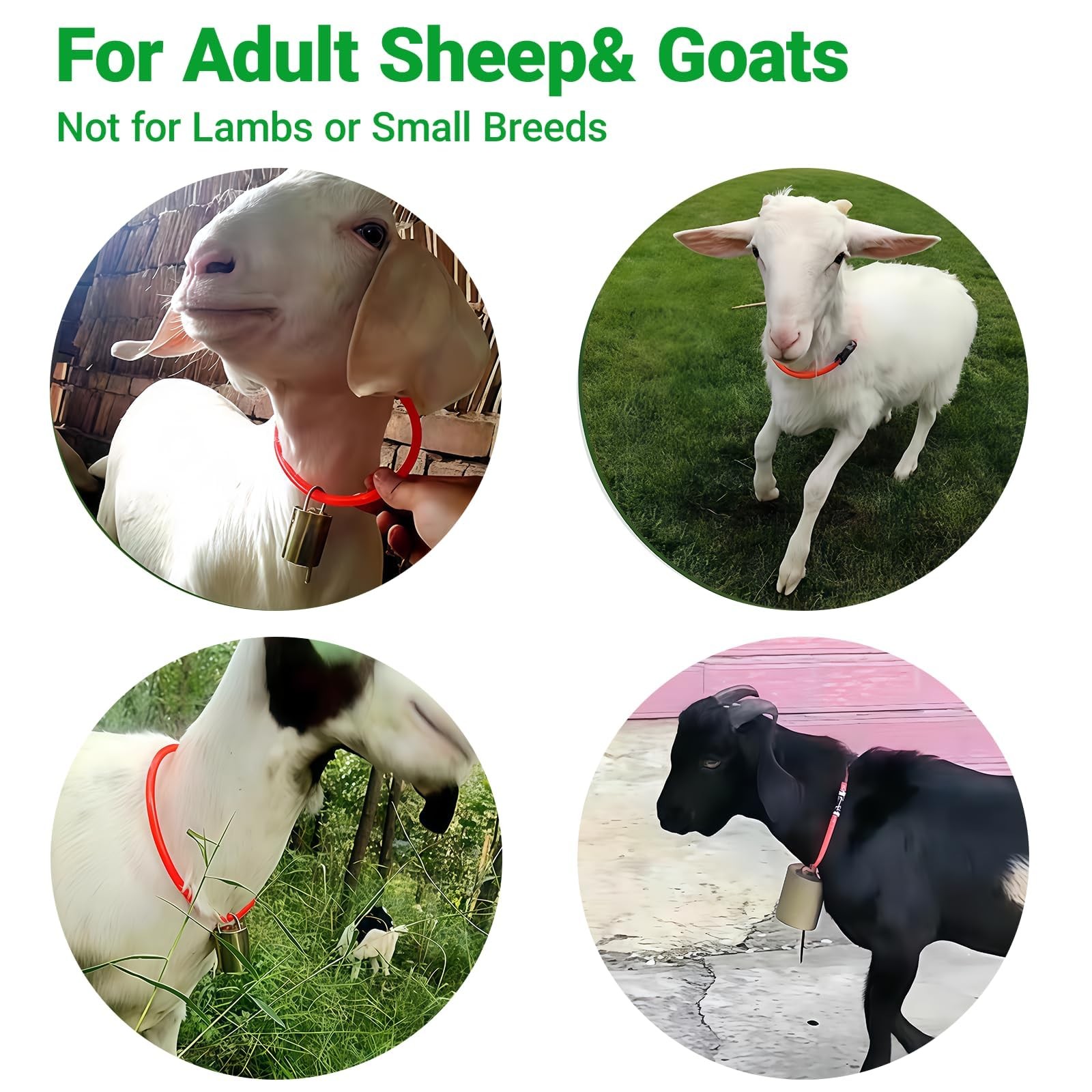6 Pack Breakaway Goat Collars – 10 FT (3M) Plastic Safety Chain with Quick Re…