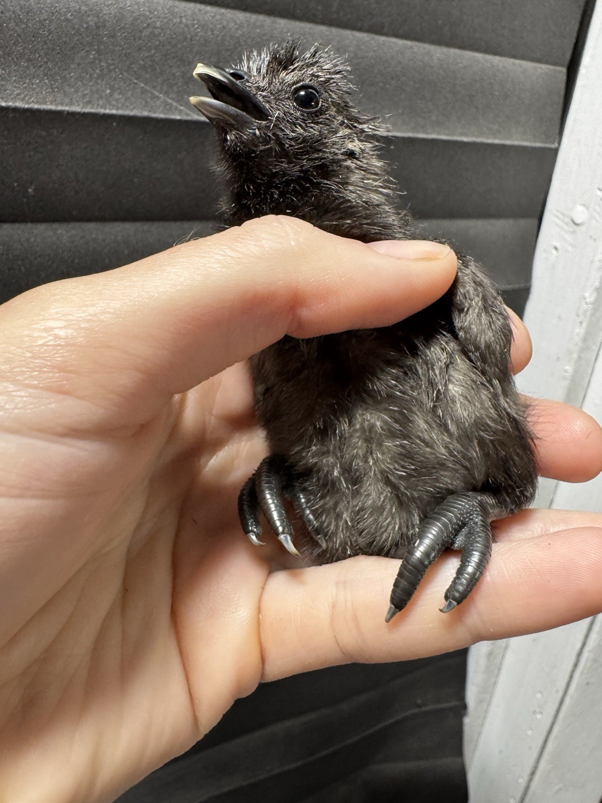 6+ Ayam Cemani Fertile Hatching Eggs Pure Breed All Black Chicken