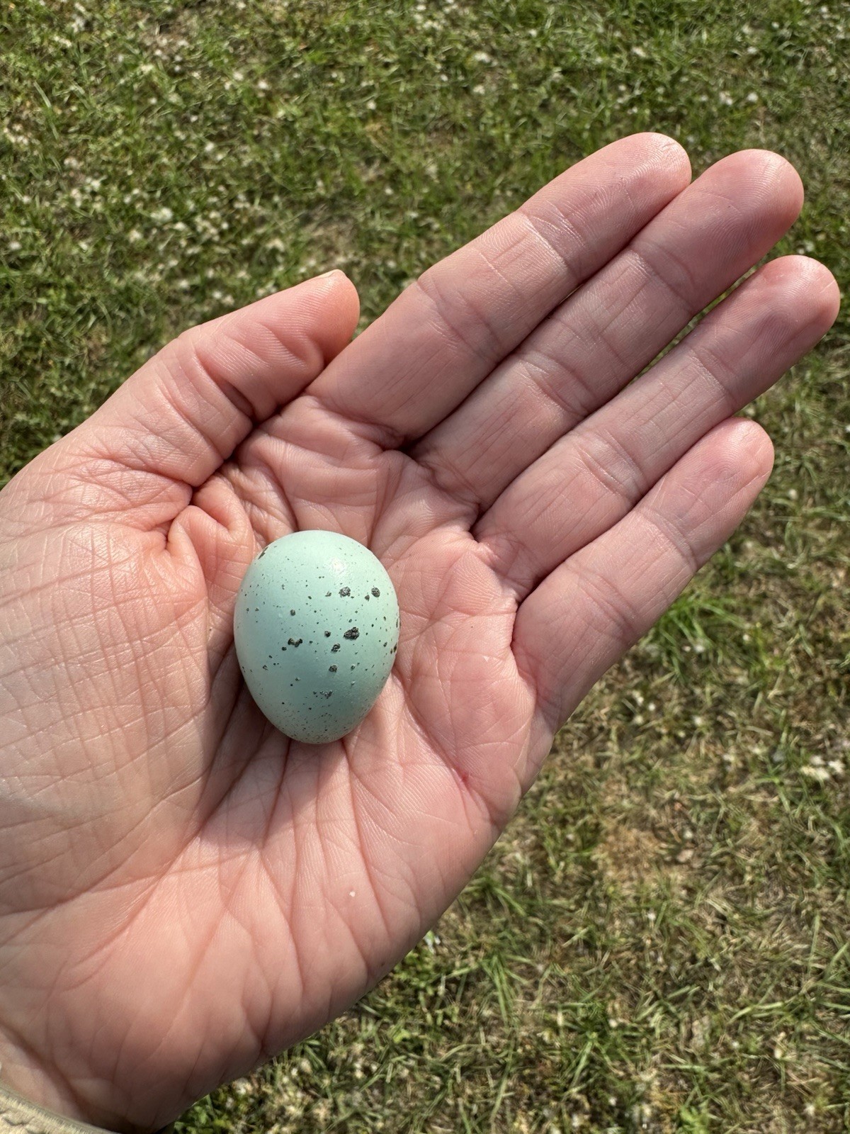 30+ RARE Celadon Coturnix Quail Hatching Eggs NPIP AI Free