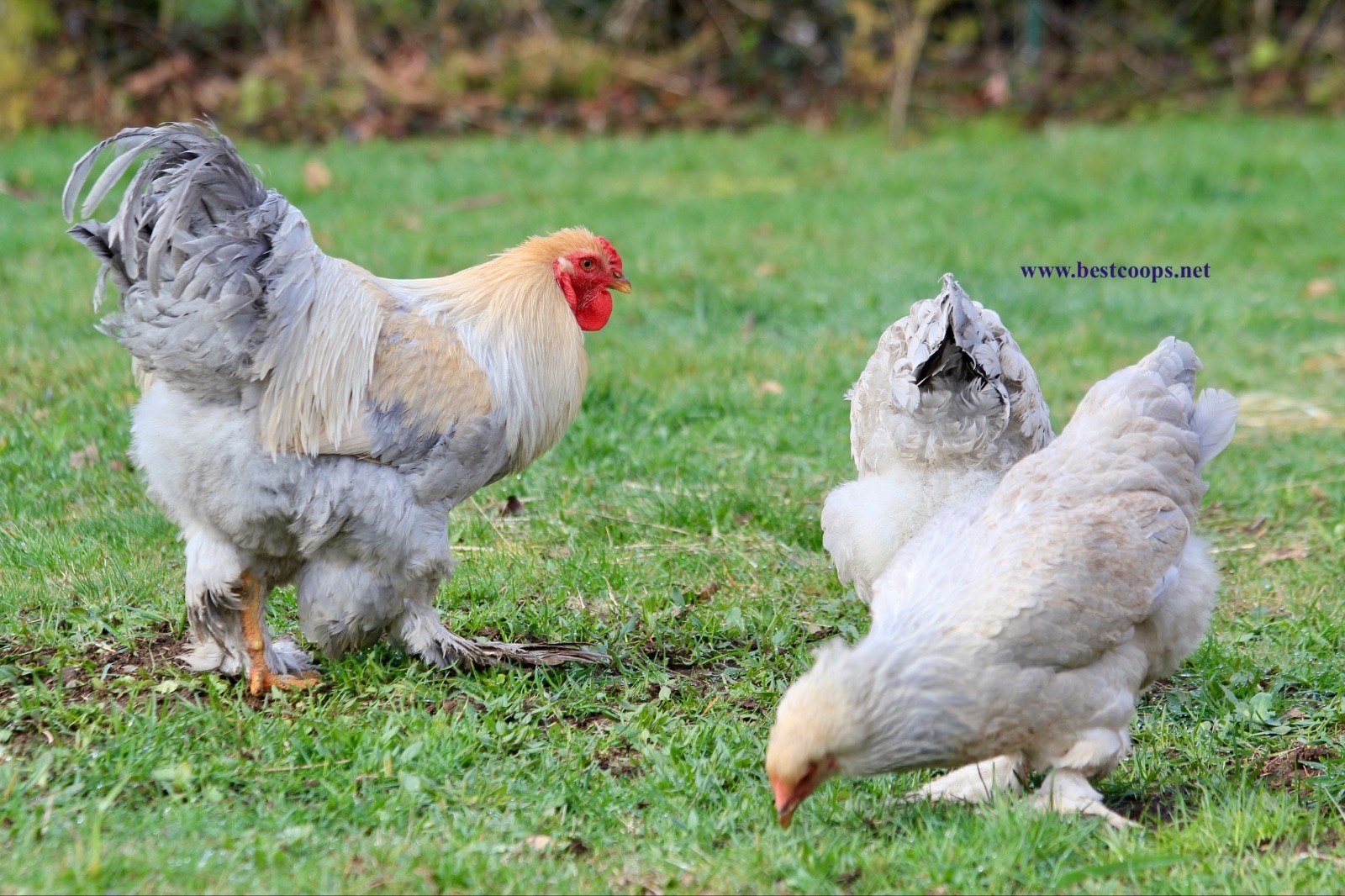 10+ Fertile Brahma Chicken Hatching Eggs Gold Laced Isabella Partridge Lavender