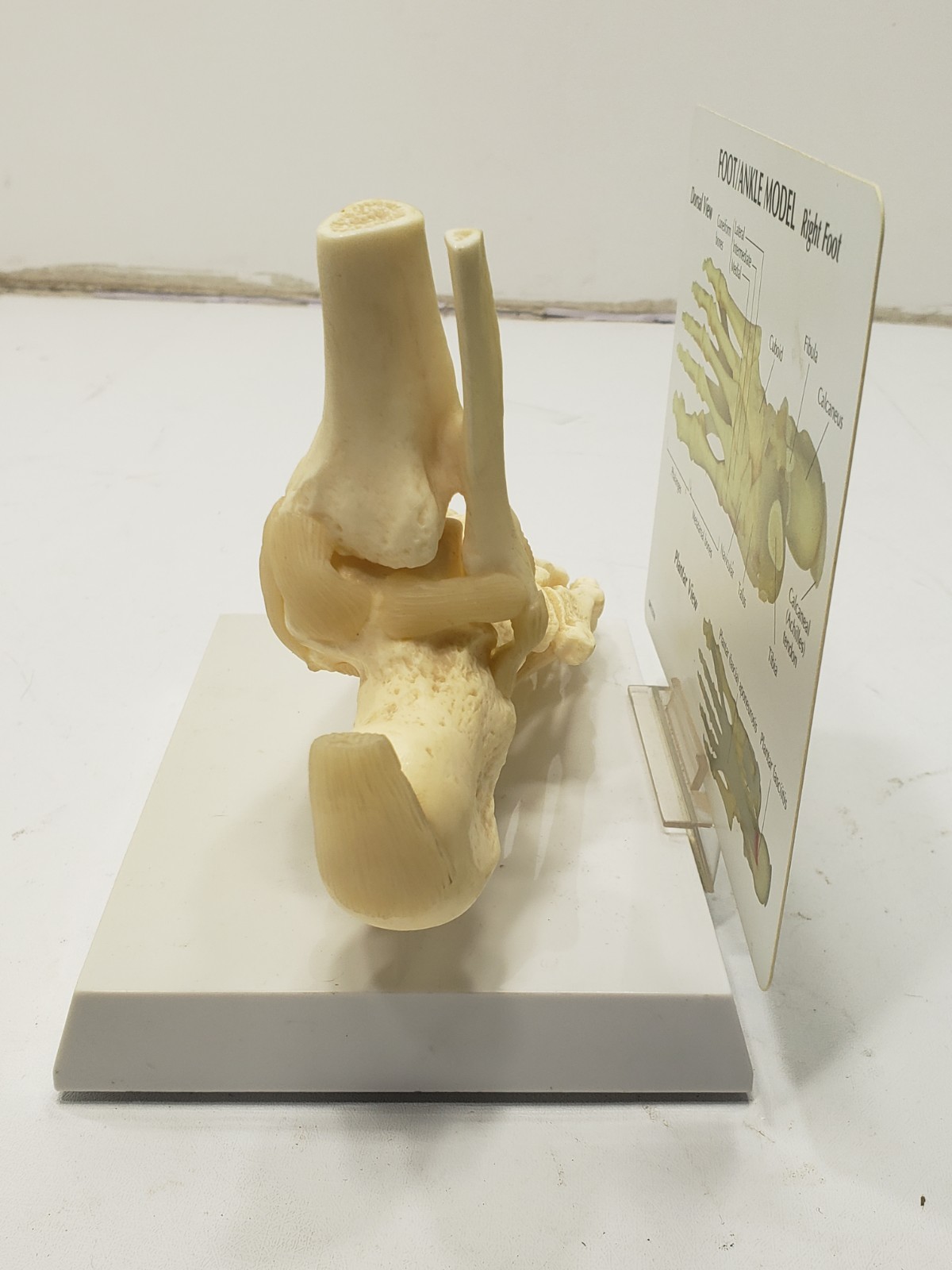 GPI Anatomical Right Foot Ankle Model Ligament Bone Anatomy Display Teaching Aid