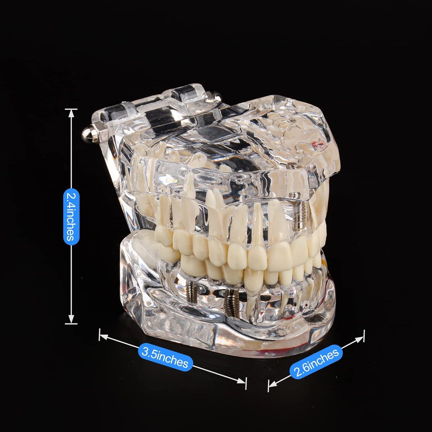 Dental Teaching Tool with Removable Teeth