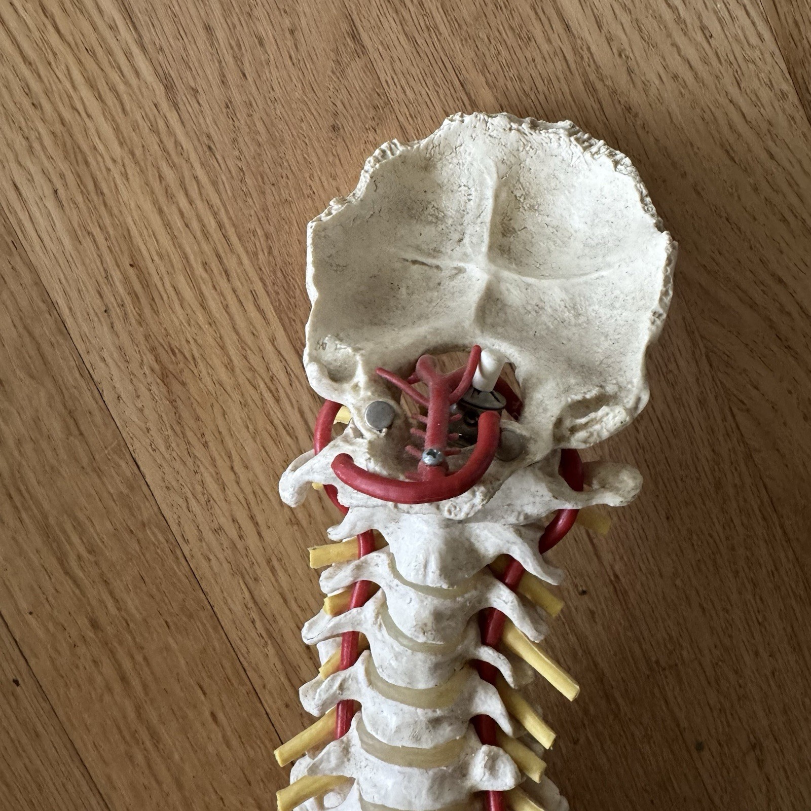 MEDICAL MODEL SPINE BACKBONE WITH PELVIS HIPS ADULT SIZE GERMANY SCIENTIFIC