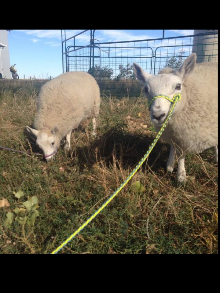 goat Halter sheep alpaca Halter Kelly green goat halter