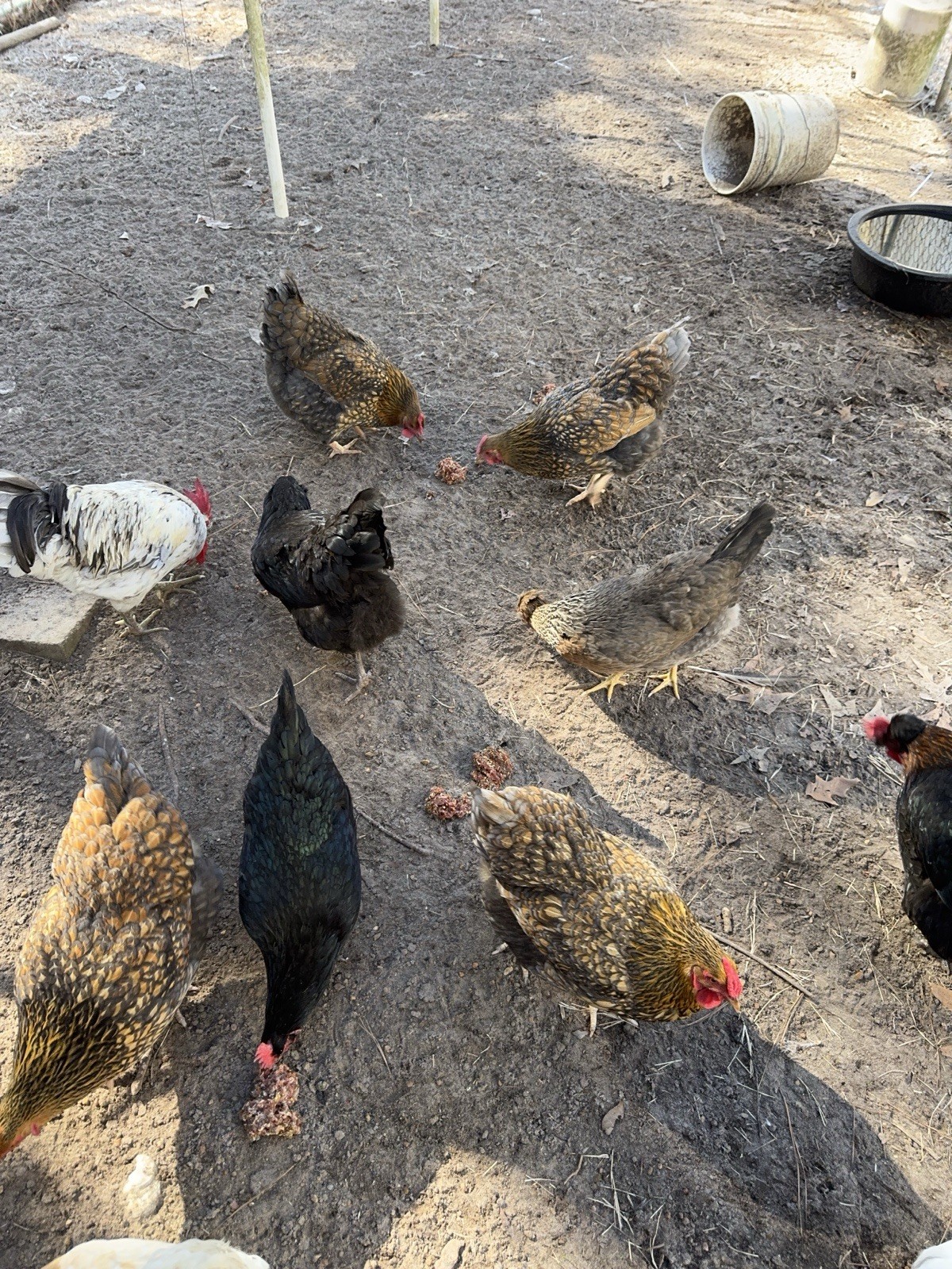 12+ Silverudd Rooster Crossed Rainbow Hatching Eggs