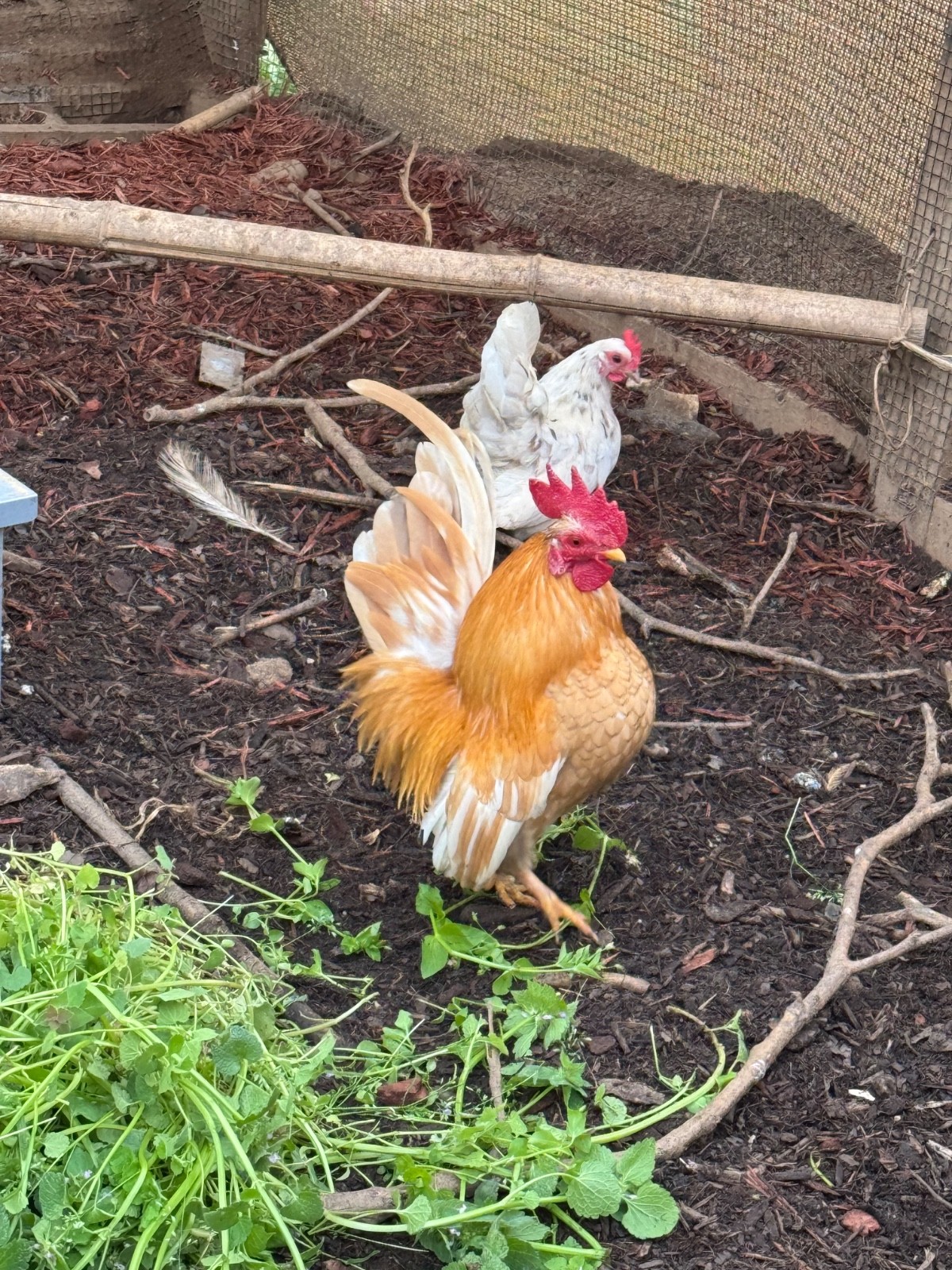 12+ small Quality Serama Chicken Hatching Eggs