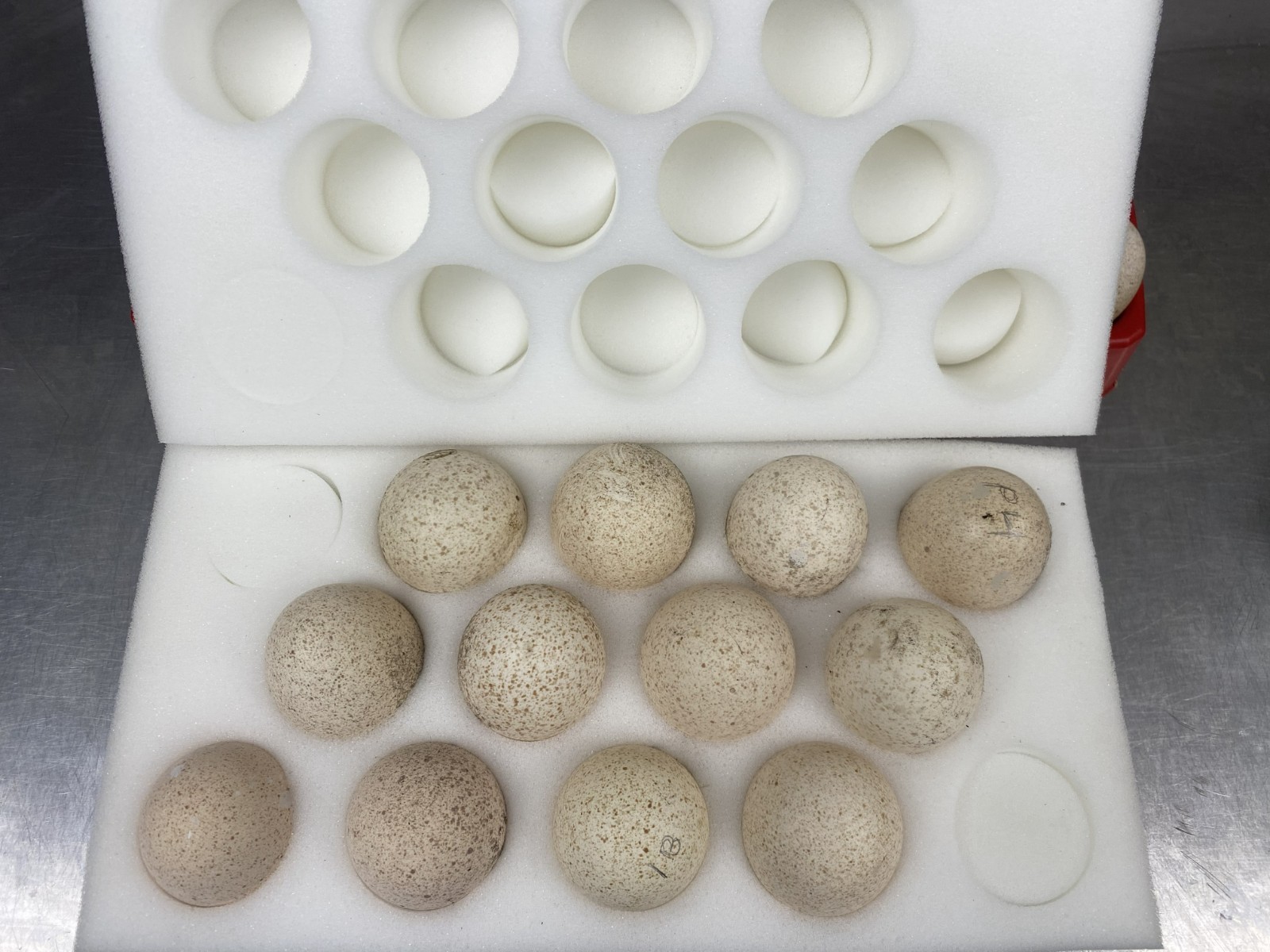 Osceola Hybrid Turkey Hatching Eggs (One Dozen)