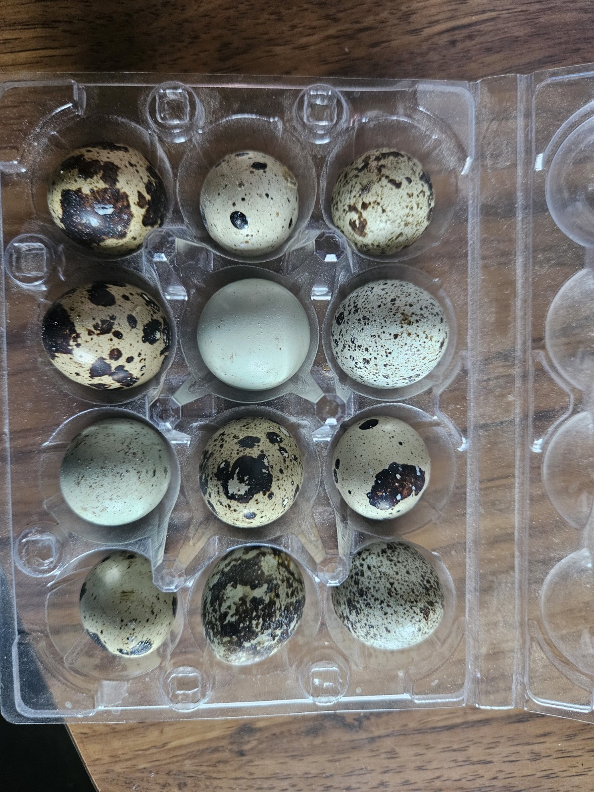 20 fertil quails hatching eggs, mixed colors